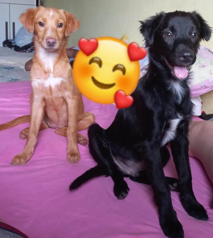 Cachorro ra a Não tem definição  idade 1 ano nome PAIS DOS FILHOTES
