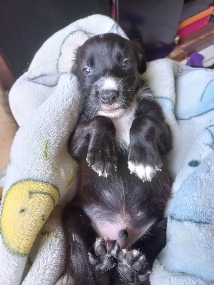 Cachorro ra a Não tem definição  idade 1 ano nome PAIS DOS FILHOTES