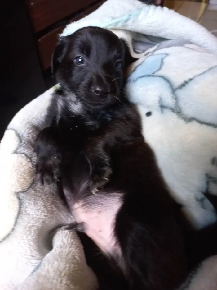 Cachorro ra a Não tem definição  idade 1 ano nome PAIS DOS FILHOTES