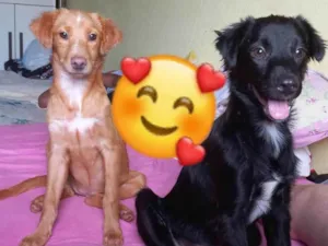 Cachorro raça Não tem definição  idade 1 ano nome PAIS DOS FILHOTES