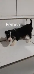 Não tem 