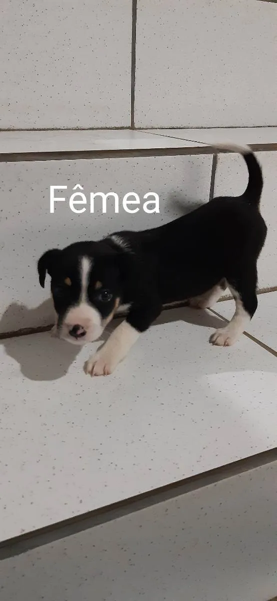 Cachorro ra a Não sei  idade Abaixo de 2 meses nome Não tem 