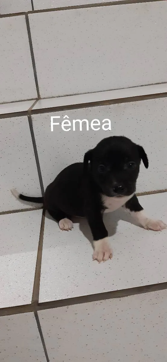 Cachorro ra a Não sei  idade Abaixo de 2 meses nome Não tem 