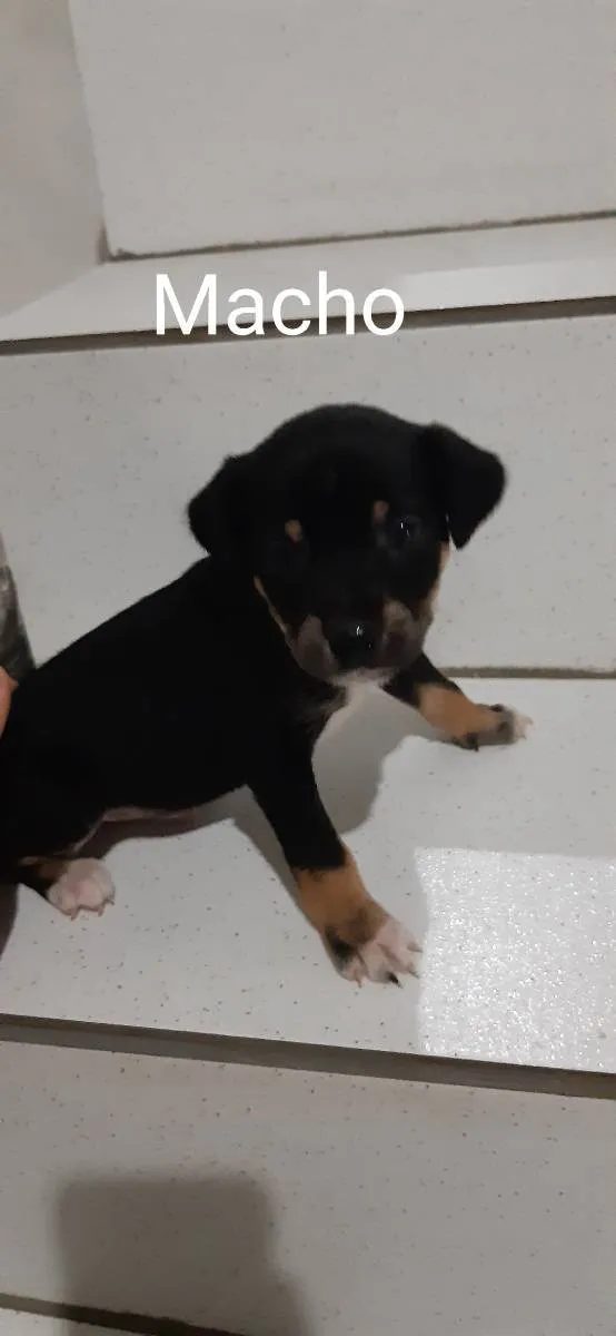 Cachorro ra a Não sei  idade Abaixo de 2 meses nome Não tem 