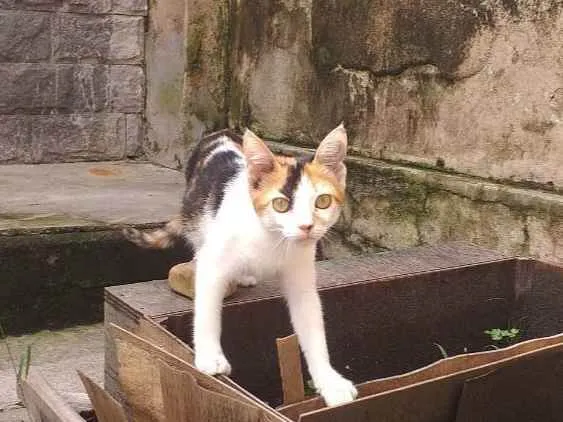 Gato ra a Cat Calicó  idade 2 a 6 meses nome Sem nome 