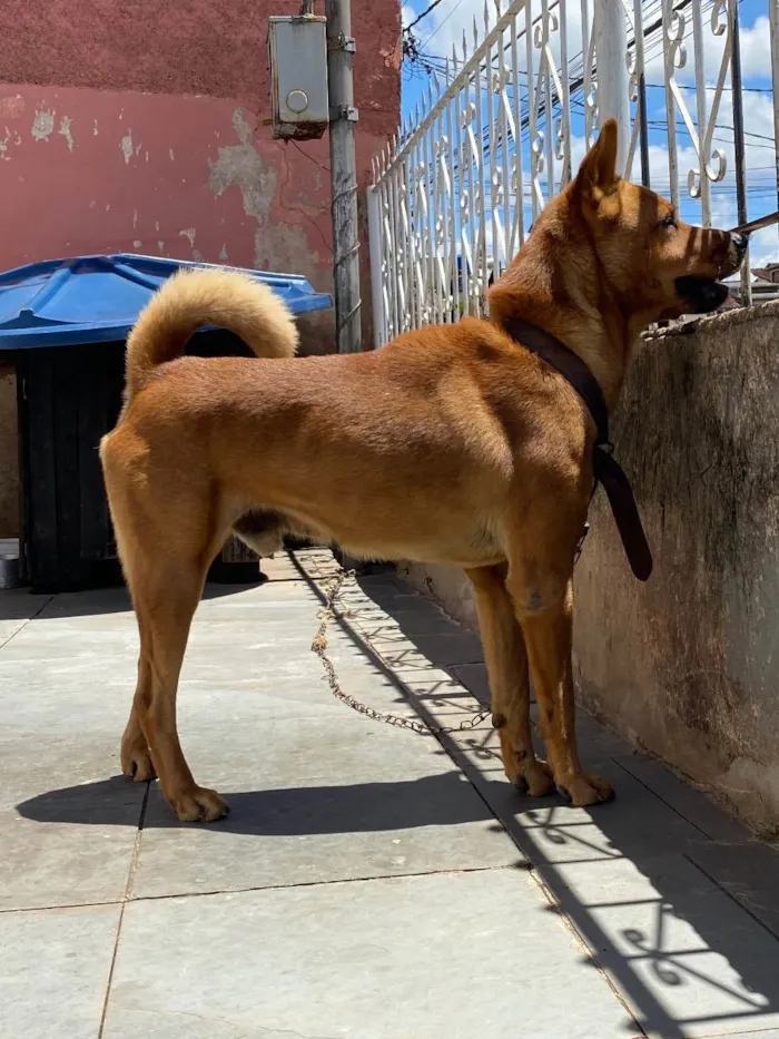 Cachorro raça SRD idade 6 ou mais anos nome Spike 