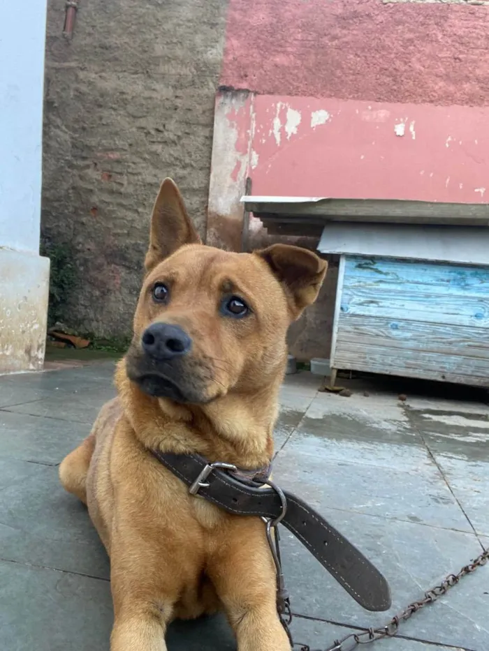Cachorro raça SRD idade 6 ou mais anos nome Spike 