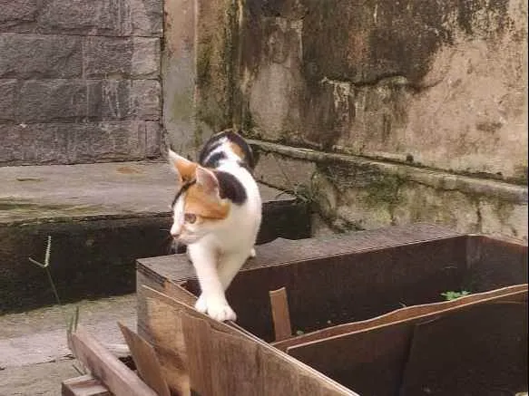 Gato ra a Cat Calicó  idade 2 a 6 meses nome Sem nome 