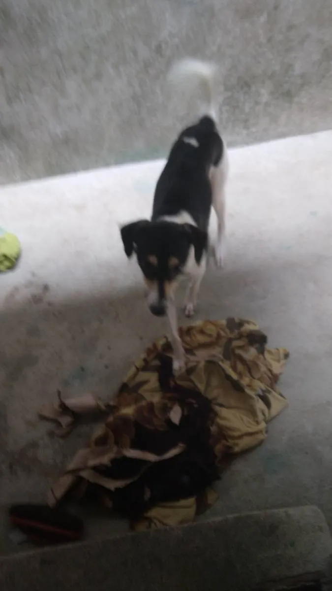 Cachorro ra a Vira lata idade 7 a 11 meses nome Mancha