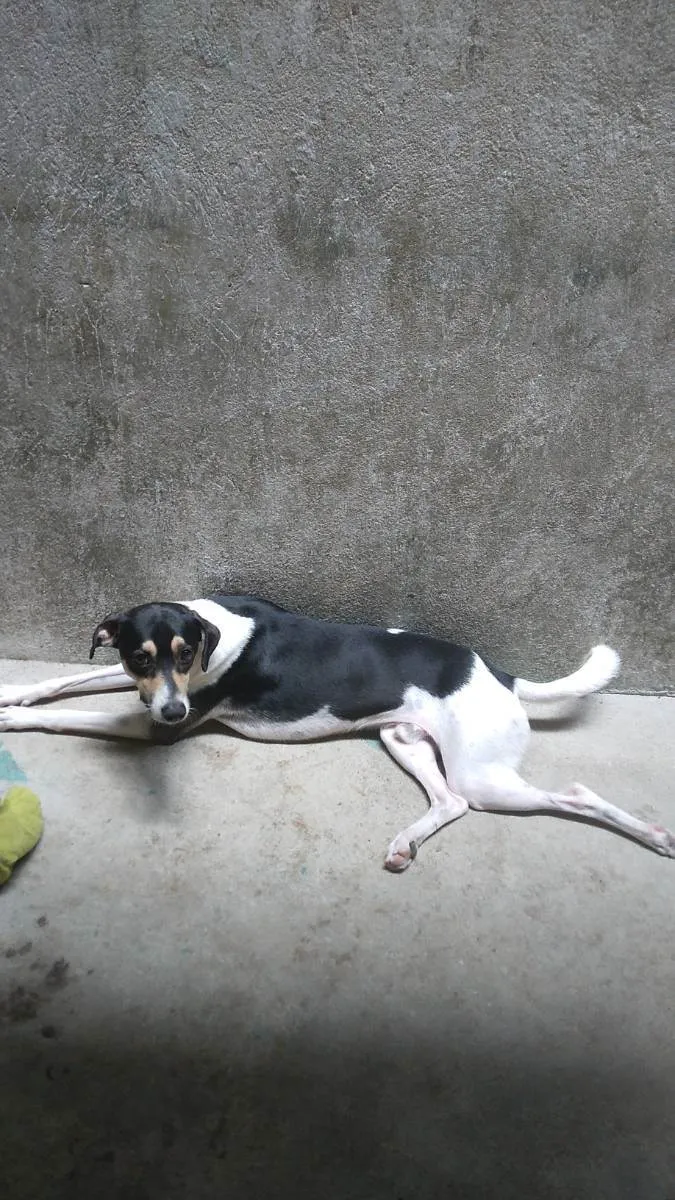 Cachorro ra a Vira lata idade 7 a 11 meses nome Mancha