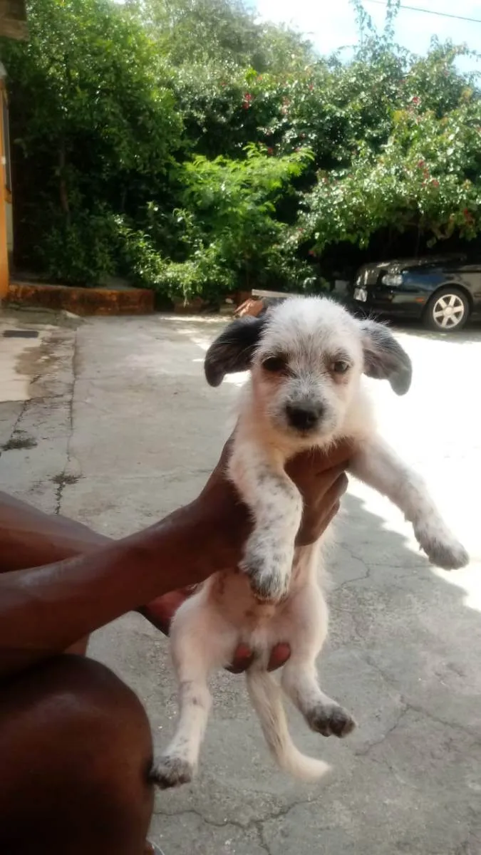Cachorro raça Vira lata idade 2 a 6 meses nome Bela e Bob