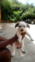 Bela e Bob