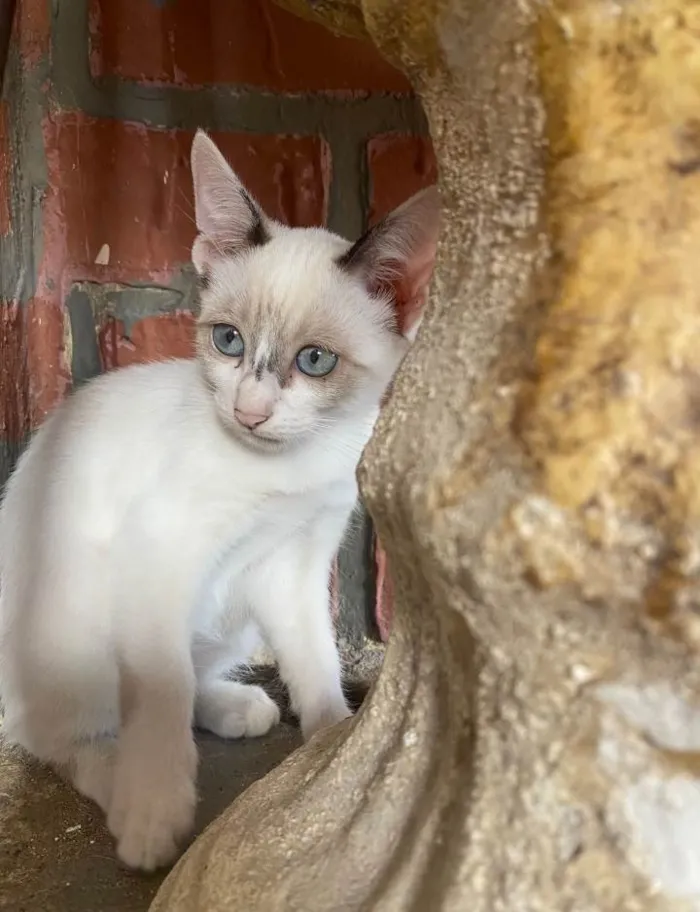 Gato ra a siamês  idade 2 a 6 meses nome branca