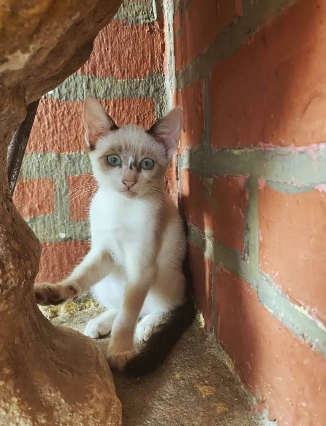 Gato ra a siamês  idade 2 a 6 meses nome branca