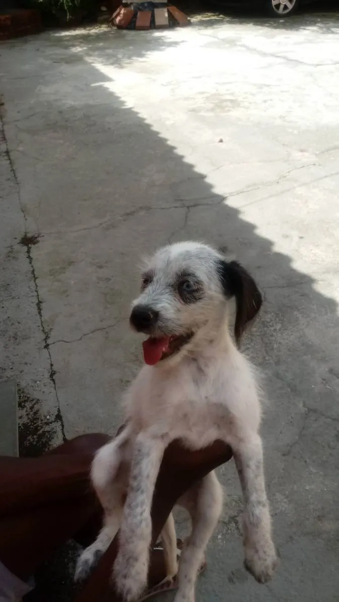 Cachorro raça Vira lata idade 2 a 6 meses nome Bela e Bob