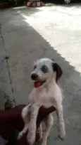 Bela e Bob