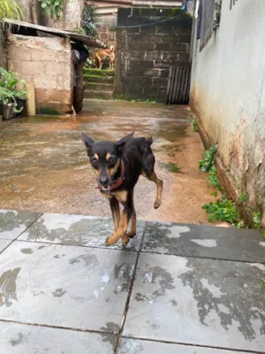 Cachorro raça Pincher 2  idade 3 anos nome Billy