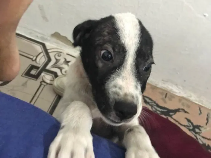Cachorro raça  idade 2 a 6 meses nome Tim Tim 