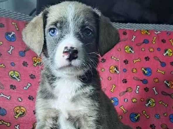 Cachorro ra a SRD idade 2 a 6 meses nome Sheli