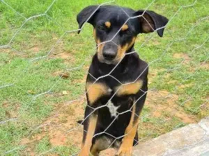 Cachorro raça Vira-lata idade 1 ano nome Mary Jane