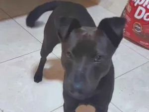 Cachorro raça Pitbull c/ Vira lata idade 7 a 11 meses nome Ruby