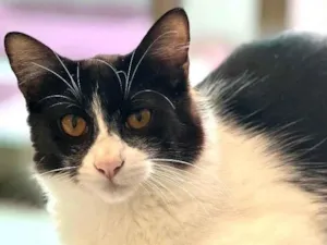 Gato raça N/A idade 7 a 11 meses nome Leo