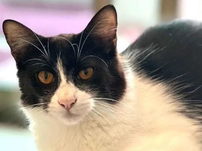 Gato ra a N/A idade 7 a 11 meses nome Leo