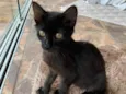 Lua