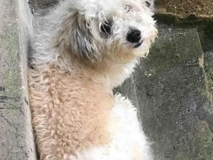 Cachorro ra a Lhasa idade 6 ou mais anos nome Bobi