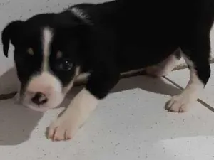 Cachorro raça Não sei  idade Abaixo de 2 meses nome Não tem 