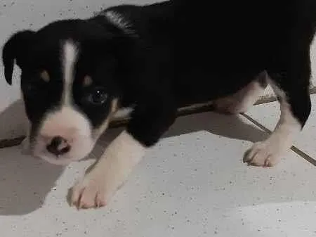 Cachorro ra a Não sei  idade Abaixo de 2 meses nome Não tem 