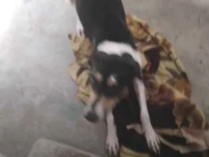 Cachorro raça Vira lata idade 7 a 11 meses nome Mancha