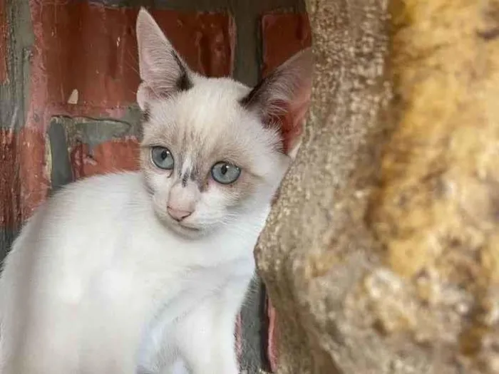 Gato ra a siamês  idade 2 a 6 meses nome branca