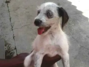 Cachorro raça Vira lata idade 2 a 6 meses nome Bela e Bob