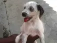 Bela e Bob