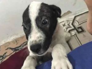 Cachorro raça  idade 2 a 6 meses nome Tim Tim 