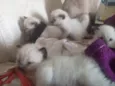 Filhotinhos de gato