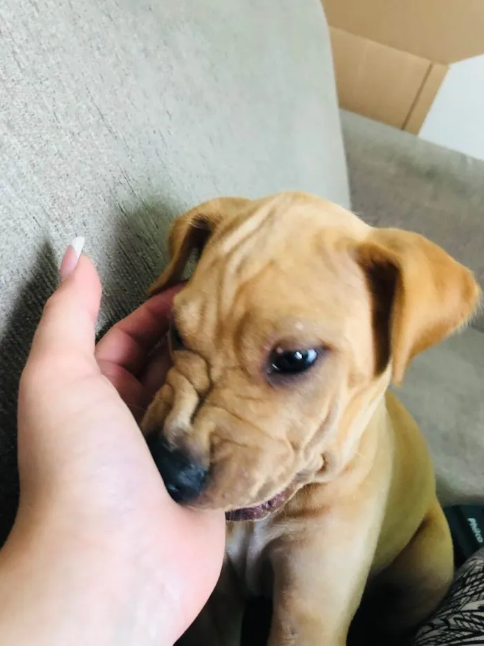 Cachorro ra a Shar Pei idade 2 a 6 meses nome Felina