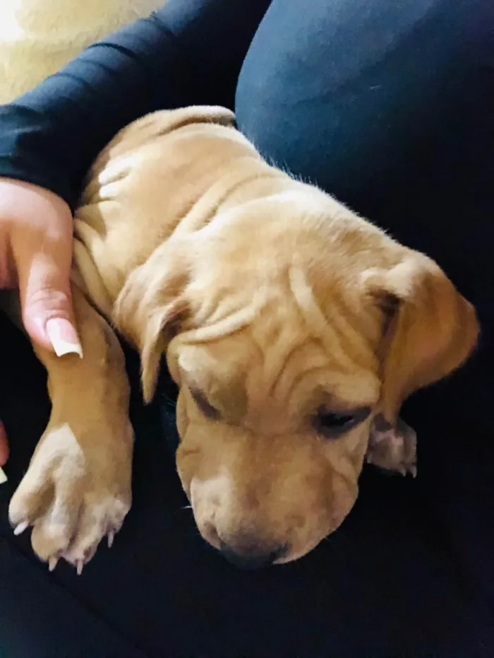 Cachorro ra a Shar Pei idade 2 a 6 meses nome Felina