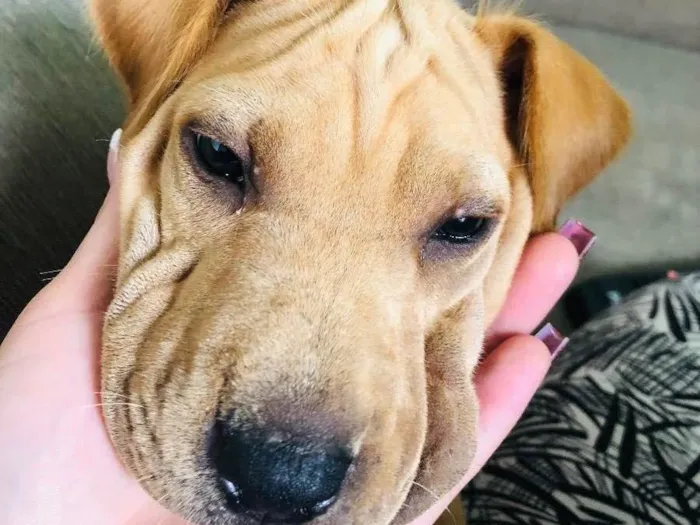 Cachorro ra a Shar Pei idade 2 a 6 meses nome Felina