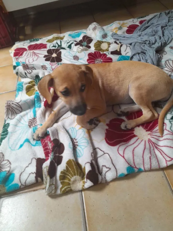 Cachorro ra a Vira lata idade 2 a 6 meses nome Meg