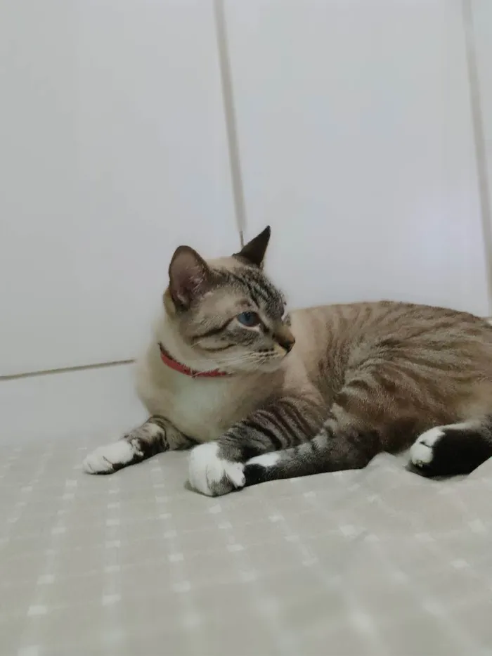 Gato ra a Sem raça  idade 4 anos nome Yuki