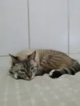 Yuki