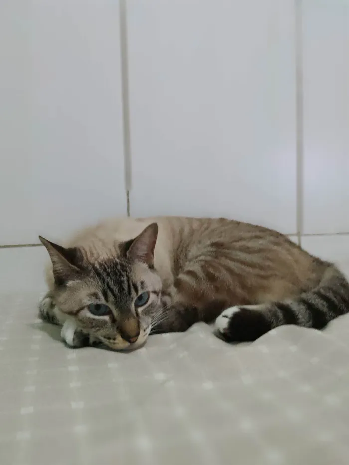 Gato ra a Sem raça  idade 4 anos nome Yuki