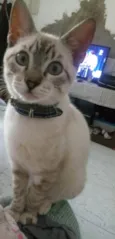 Yuki