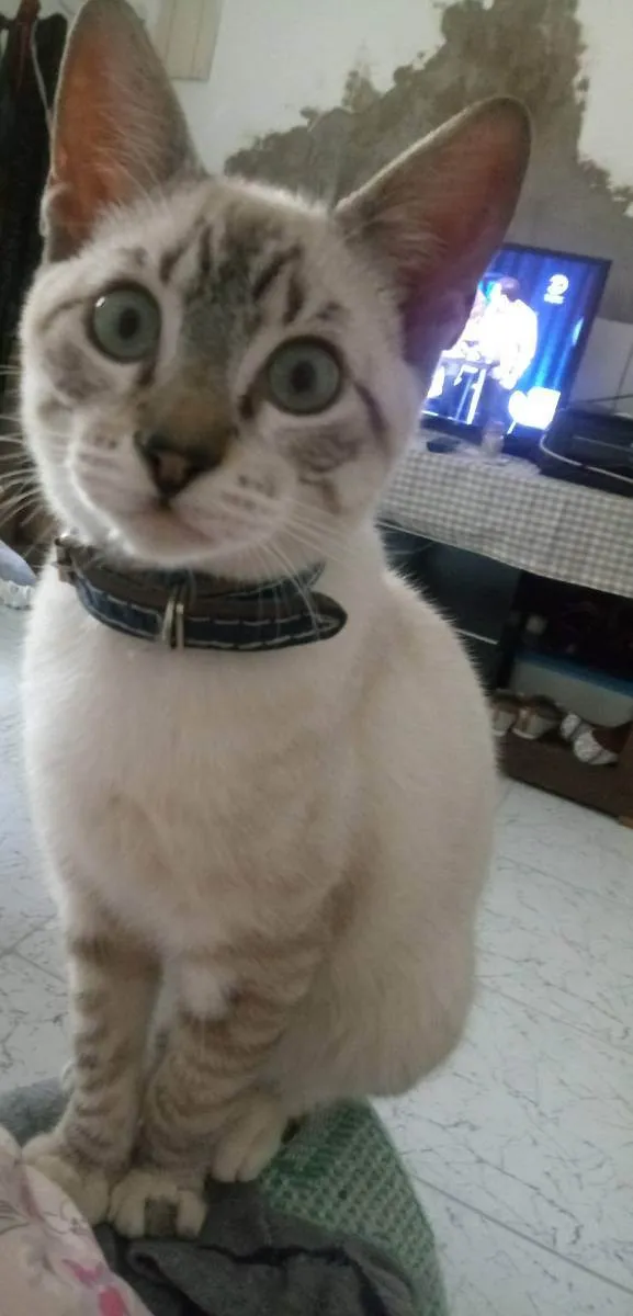 Gato ra a Sem raça  idade 4 anos nome Yuki