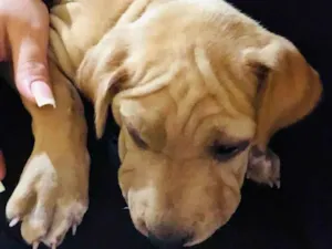 Cachorro raça Shar Pei idade 2 a 6 meses nome Felina