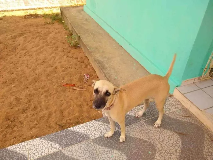 Cachorro ra a Indefinida  idade 1 ano nome Diana