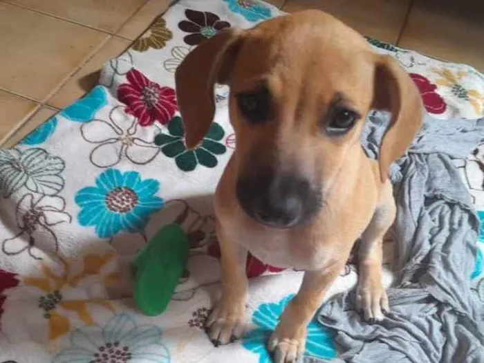 Cachorro ra a Vira lata idade 2 a 6 meses nome Meg