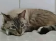Yuki